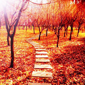 黑人初解禁黑人巨大マラ,
